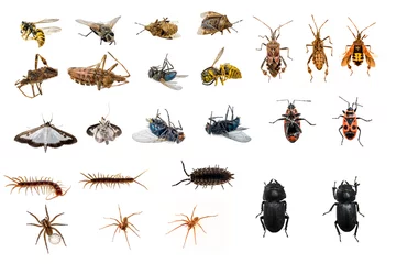 Foto op Plexiglas mixed collection of dead and living insects © janny2