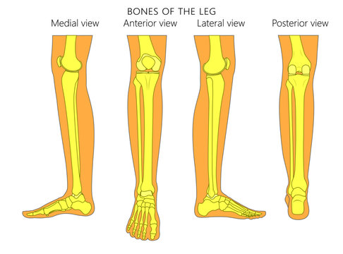 Bones of a human leg (different views: posterior, frontal, anterior, back, side, lateral, medial) with ankle and knee. Vector illustration for advertising, medical (health care) publications