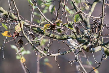 Poecile palustris - little gray bird with black cap.