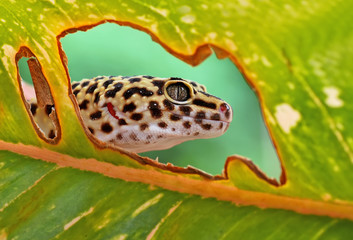 Leopard Gecko (Eublepharis macularius)