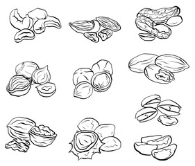 Set of contour drawings of various types of nuts. Objects separate from the background. Vector element for menus, recipes and your design.