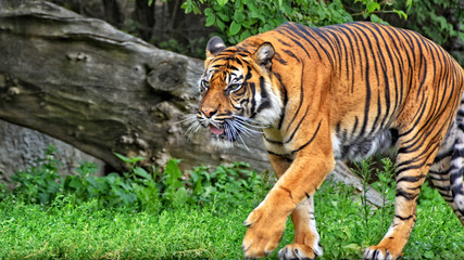 Fototapeta na wymiar Sumatran tiger. Nice photo of a walking tiger. Sumatran tiger is the smallest of all living tigers. Wildlife.
