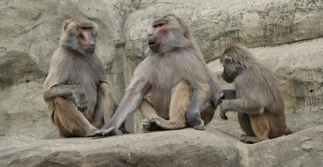Hamadryas baboons. Three baboons sit on a rock and communicate. Wildlife. Wild animals.