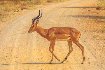 Male Impala side view, species Aepyceros melampus the common African antelope of Kruger National...