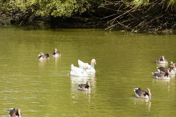 Geese and ducks