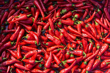 Red hot chili pepper in a blue basin with water