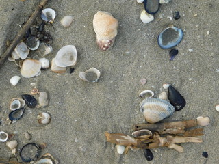 conchiglia e spiaggia mare in inverno