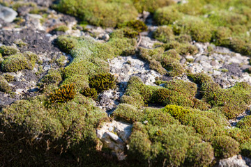 Bohemian moss on concrete.