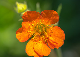 Orange Flower