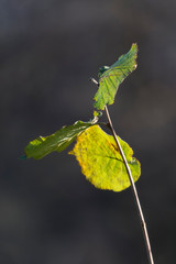 The last leaf on the branch of the hazel.