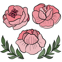 Roses flower illustration