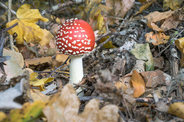 A young Fly agaric Amanita muscaria in the forest. Lone mushroom growing on the forest floor. Common name is Fly agaric.