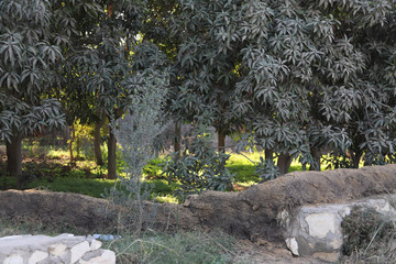 Plantations and trees