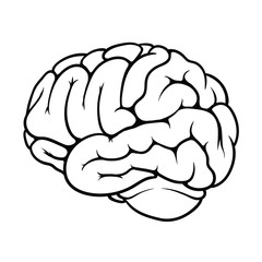 Outline of a brain on the white background