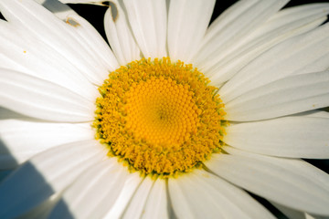 Bee on Daisy