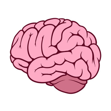 Pink illustration of a human brain