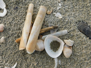 conchiglia e spiaggia mare in inverno