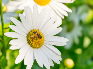 Bee on Daisy