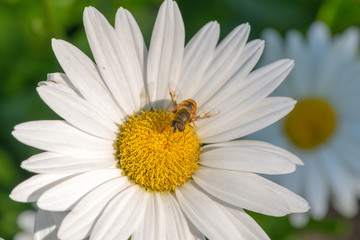 Bee on Daisy