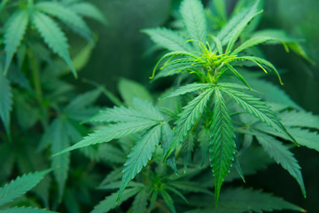 Medicinal indica with CBD. Legal Marijuana cultivation in the home. In door grow hemp. Green...