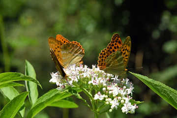 Argynnis paphia, Silver Washed Fritillary butterfly  on wildflower. Butterfly on a Sambucus ebulus flowers