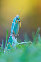 giant Asian shield mantis - Rhombodera basalis