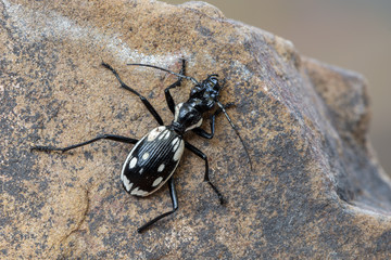 Egyptian predator beetle - Anthia sexmaculata