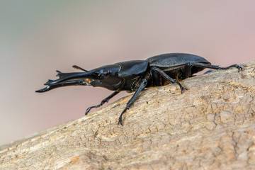 Stag beetle - Dorcus reichei