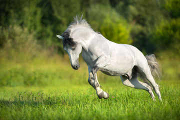 Naklejka premium Biały koń andaluzyjski biegnie galopem w polu letnim. Pura Raza Espanola