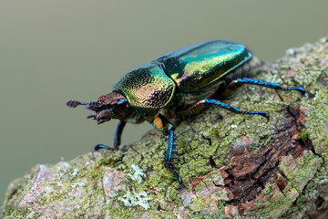 Stag beetle - Lamprima adolphinae