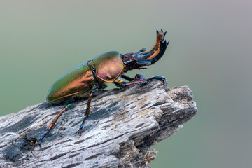 Stag beetle - Lamprima adolphinae