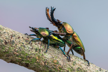 Stag beetle - Lamprima adolphinae