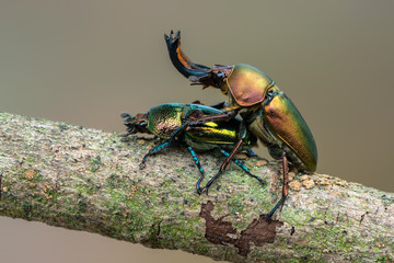 Stag beetle - Lamprima adolphinae