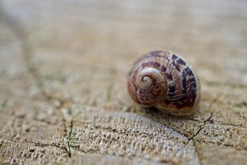 the beautiful snail in the nature