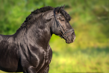 Beautiful black draft stallion portrait in bridle