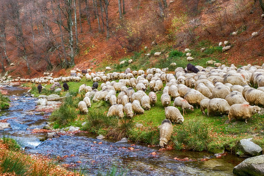Flock of sheep and donkeys on the bank of the river near the autumn beech forest, Rasinari village area, Sibiu county, Romania