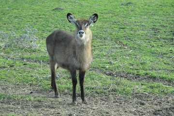 Antilope : waterbuck