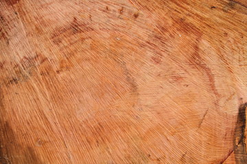 Baumscheibe als Hintergrund