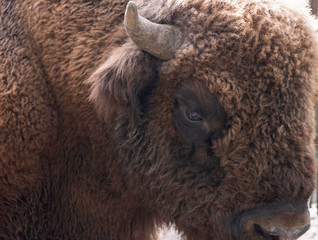 Fototapeta premium Closeup portait of aurochs bison. Animal protection. Save the panet