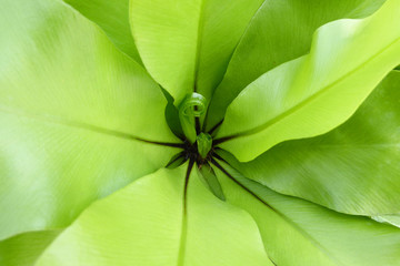 close up of beautiful green leaves of plant. 