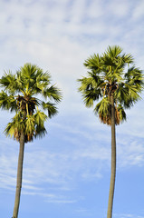 Obraz premium Background of two high palm trees in blue sky and clouds 