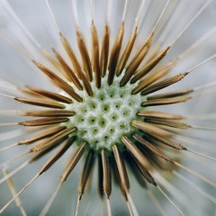 the beautiful dandelion flower plant in the garden