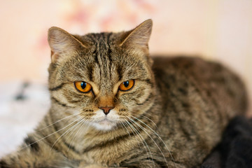 Fototapeta na wymiar Striped Scottish Straight cat closeup