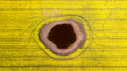 A small lake in the middle of bright yellow rape field.