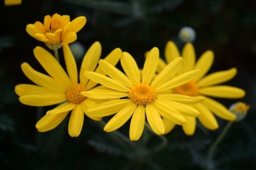 the beautiful yellow flower in the garden in the nature