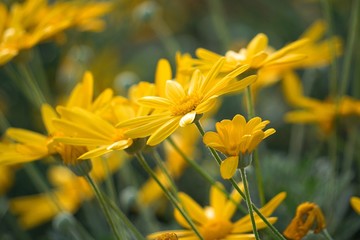 the beautiful yellow flower in the garden in the nature