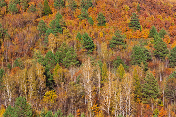 Far Eastern forest in autumn,