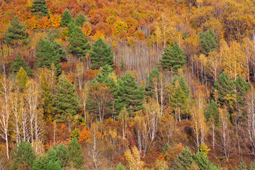 Far Eastern forest in autumn, bright yellow red and green colors