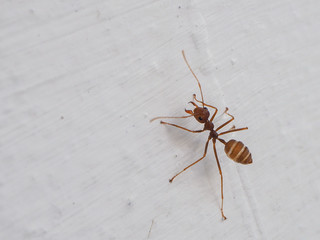 Red ant on the wall