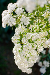 A branch of white spiraea flowers